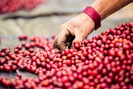 Giá nông sản hôm nay (17.6): Giá cà phê tăng sốc, lo ngại thiếu nguyên liệu xuất khẩu