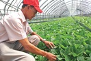 Làm nông công nghệ thông minh ở xứ sở Kim Chi