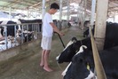 Liên kết chăn nuôi bò sữa hướng đi mới ở Trác Văn