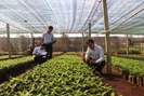 Mùa gieo trồng lo giống giả tràn lan ở Đăk Lăk