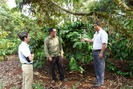 Chuyển giao kỹ thuật trồng xen cà phê và sầu riêng, nông dân thu tiền tỉ