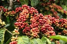 Giá nông sản hôm nay (11.6): Giá cà phê tiếp tục tăng mạnh kích cầu đầu cơ