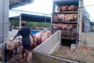 Giá lợn bật tăng, thương lái lùng mua lợn xuất đi Trung Quốc 