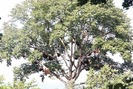 Kỳ lạ "cây thần" có 100 tổ ong khổng lồ ở Điện Biên