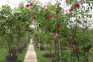 Chiêm ngưỡng vườn hồng cổ 2 vạn gốc quý hiếm bậc nhất Hà Nội