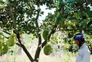 Trồng cây thu trái ngọt lãi trăm triệu đều tay 