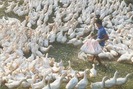 Giá vịt giảm mạnh còn 20.000 đồng/kg, người nuôi vịt Nghệ An tuyệt vọng chờ giải cứu