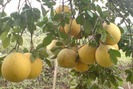 Cách trồng bưởi Diễn cho quả ngọt thơm mọng nước