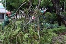 Cây gãy đổ, lúa và hoa màu thiệt hại nặng do bão số 2