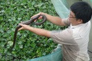 Nông dân Hậu Giang nuôi rắn ri cá cho hiệu quả cao bất ngờ