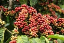 Giá nông sản hôm nay (03.7): Dự báo cà phê khó tránh khỏi những pha giảm giá trong tuần này