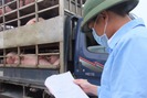 Kỳ vọng giá lợn sẽ tăng tới mốc 35.000 đến 40.000 đồng/kg