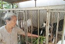Chuyện về những cụ già nuôi dê thu tiền tỉ ở xóm nghèo xứ Nghệ