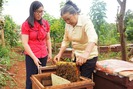 Độc đáo nghề lừa ong mật lấy sữa ở Lâm Đồng