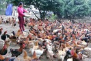 Cách người nuôi gà đồi ở Phú Bình vượt qua 'bão' rớt giá