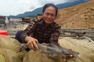 Mạo hiểm nuôi cá chiên trên sông Đà, mau hốt bạc mà cũng dễ trắng tay