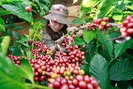 Giá nông sản hôm nay (08.7): Giá cà phê đón cơ hội lập đỉnh mới, giá hồ tiêu không đổi