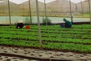 Doanh nghiệp bỏ hơn 10 tỉ đồng trồng rau sạch ở Quảng Ngãi