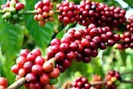 Giá nông sản hôm nay (28.7): Cà phê mất mốc 46.000 đồng/kg, giá tiêu vẫn tiếp đà tăng mạnh