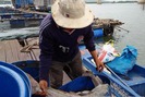 Bà Rịa - Vũng Tàu cắt giảm 50% lồng bè nuôi thủy sản trên sông Chà Và