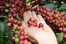 Giá nông sản hôm nay (14.7): Giá cà phê tăng ngoạn mục, hồ tiêu lại chìm vào bế tắc 