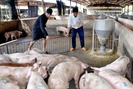 Giá lợn hôm nay (31.7): Giá lợn hơi dưới 35.000 đồng/kg, lợn giống giảm một nửa