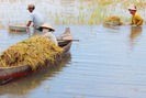 Nông dân Đồng Tháp Mười ngâm mình trong nước gặt lúa chạy lũ