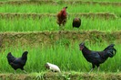 Giống gà xương đen quý hiếm của người Mông ở Mù Cang Chải