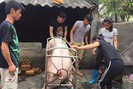 Giá lợn tăng vọt gần 50.000 đồng/kg chỉ là tin đồn và trục lợi