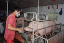 Thị trường Trung Quốc đang chi phối, giá lợn có thể giảm tới mốc 30.000 đồng/kg
