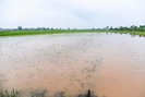 200 ha lúa ngập chìm trong nước do mưa lớn kéo dài