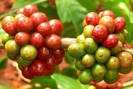 Giá nông sản hôm nay (22.7): Cà phê tăng nhẹ, hồ tiêu đón cơ hội xuất khẩu sang Trung Quốc