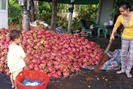 Nhiều loại trái cây chủ lực ở Tiền Giang giảm giá, nhà vườn lao đao