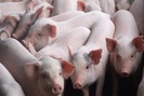 Giá lợn tăng vọt, bất chấp rủi ro đổ xô mua giống tái đàn