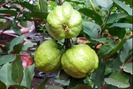 6 loại cây ăn quả dễ trồng trên sân thượng với diện tích chật hẹp