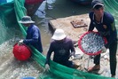 Thêm no ấm nhờ được mùa cá cơm ở Khánh Hòa