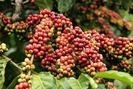 Giá nông sản hôm nay (12.7): Thót tim khi giá cà phê, hồ tiêu đồng loạt giảm 