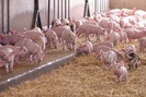 Lợn giống khan hiếm giá tăng vọt 1 triệu đồng/con
