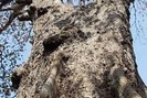 Cây bàng đá chết khô ở Sóc Trăng, đại gia trả giá 30 tỷ đồng
