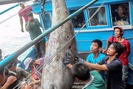 Kỷ lục cá ngừ vây xanh quí hiếm từng đánh bắt được ở biển Việt Nam