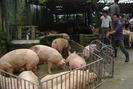 Giá lợn hôm nay (04.8): Giá lợn tại miền Bắc tăng nhẹ, thương lái ngưng mua để ép giá