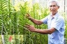 Kỳ lạ cách trồng hoa lan dùng đá xanh thay thế vỏ đậu phộng
