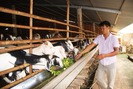 Lạc bước trong trang trại nuôi hàng nghìn con dê lớn nhất tỉnh Đồng Nai
