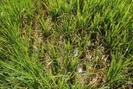 Cảnh báo dịch bệnh tuần này (từ 8 - 14/8): Bệnh vàng lùn xoắn lá tăng nặng trên diện tích lúa làm đòng