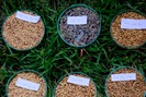 Lúa đặc sản: Đường từ ngân hàng gene ra thị trường