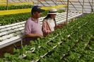 “Gã khùng” bỏ làm giám đốc về trồng rau, thu 100 triệu/tháng