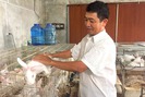 Mô hình nuôi thỏ thu nhập trên 1 tỉ đồng/năm của ngư dân Hà Tĩnh