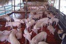 Giá lợn hôm nay 23/8: Sau đợt khủng hoảng, quy trình nào phù hợp cho người chăn nuôi lợn?
