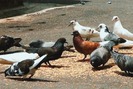 Thú vị đàn chim "thích gần người" ngay trung tâm Sài Gòn