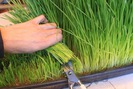 Người Hà Nội “rộ” trào lưu trồng cỏ lúa mì trong nhà phố